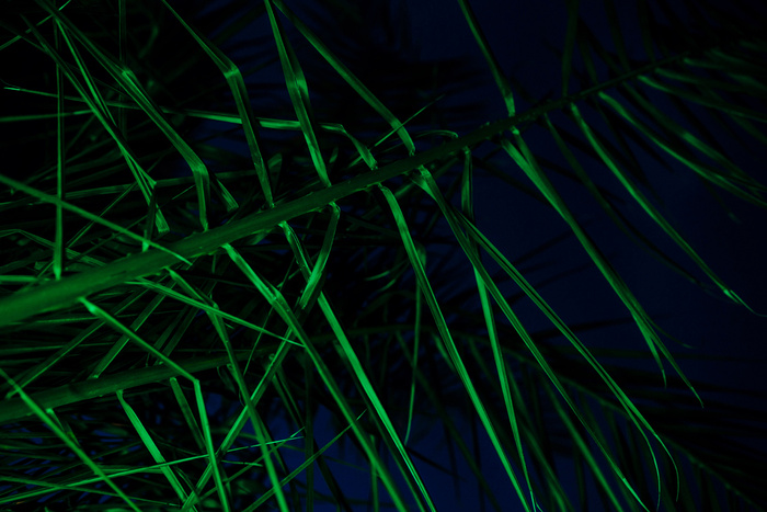 高清竹子竹林竹叶