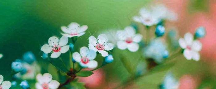 盛开的花朵立春，清新春天(1712x704)