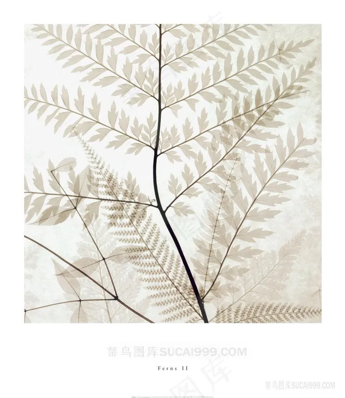 树叶树枝艺术插画