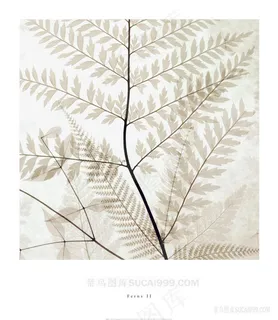 树叶树枝艺术插画