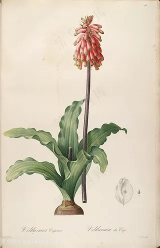 原版高清雷杜德花卉复古插画