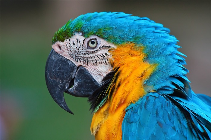 蓝色鹦鹉头部特写高清图片