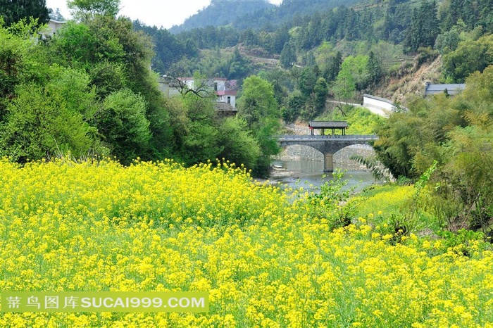 油菜花风景图片素材