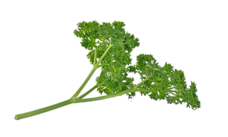 西洋菜 (3)超市商品白底图免抠实物摄影png格式图片透明底