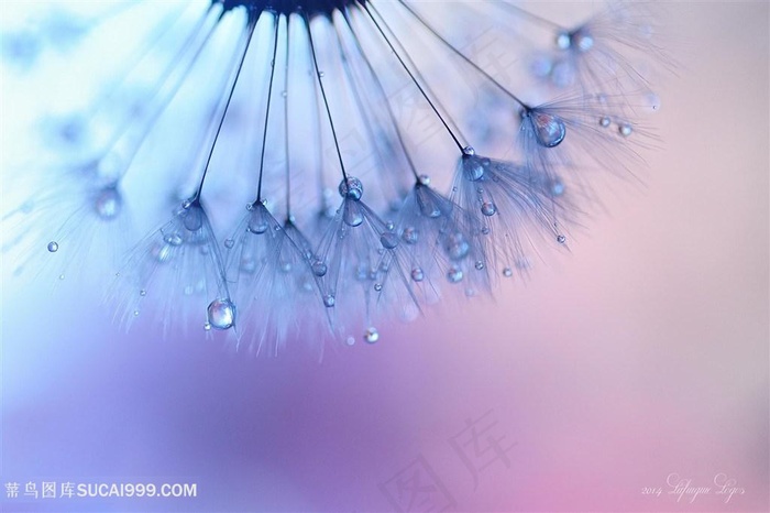 唯美水珠蒲公英微距摄影鲜花图片