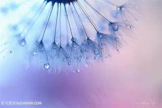 唯美水珠蒲公英微距摄影鲜花图片