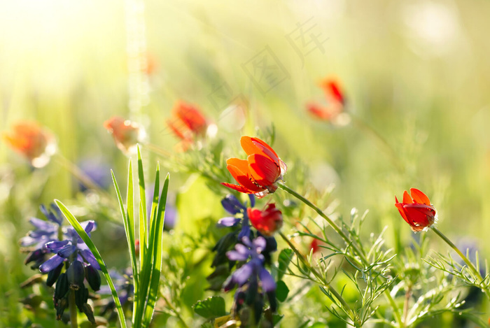 高清野花素材图片下载