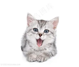 张开小嘴的可爱猫咪图片