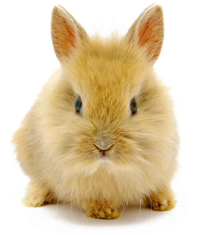 动物龙猫实物