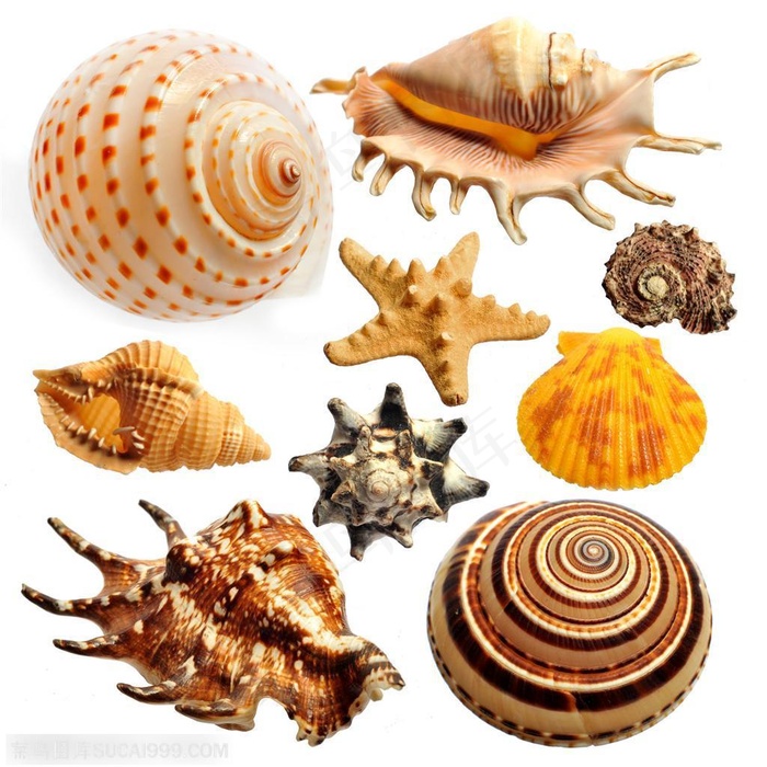 海螺高清图片素材