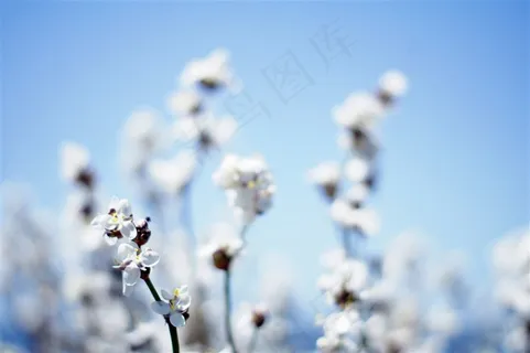 树枝上美丽的樱花素材图