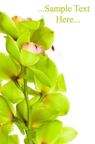 美丽的花朵花卉图片