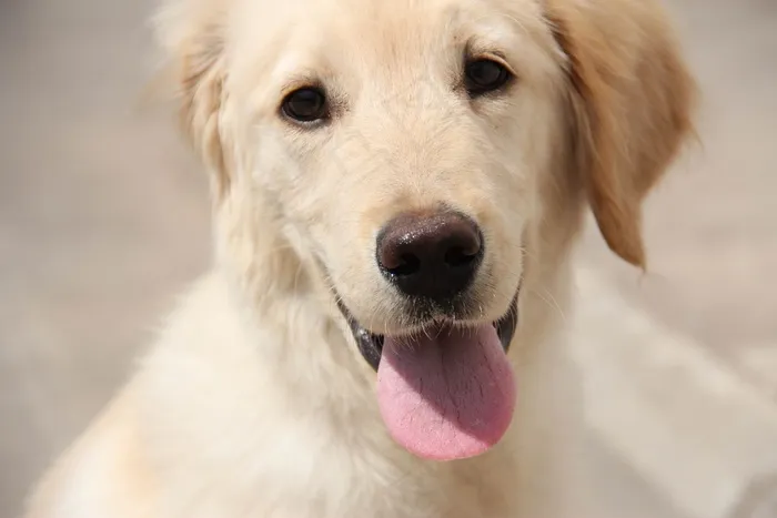 白色金毛犬图片下载