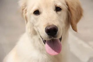 白色金毛犬图片下载