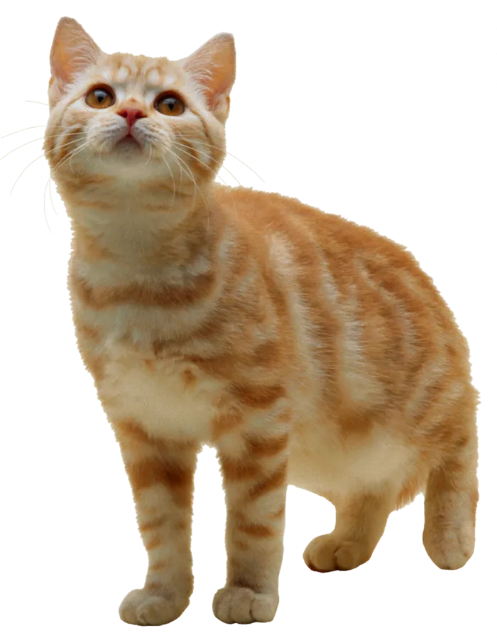 橘色猫咪动物