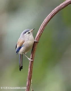 高清唯美一只蓝翅希鹛鸟类图片
