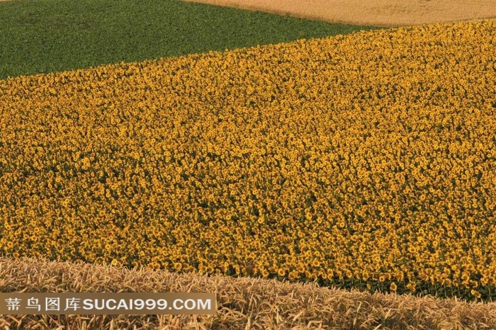 农田里的黄色的花