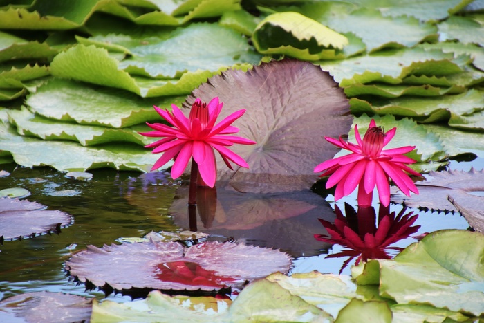 池塘盛开睡莲图片