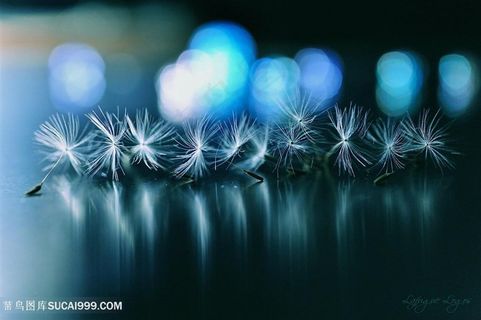 唯美一排蒲公英种子高清摄影图片