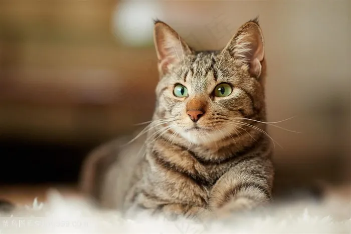 高清地毯的趴着的狸花猫猫咪图片