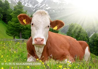 在雪山草原上休息的奶牛