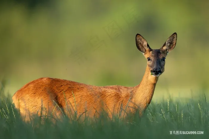 草地野生小麋鹿图片