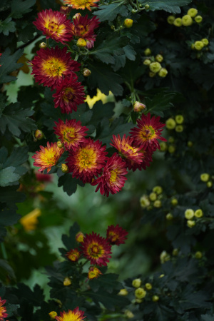 深红色菊花