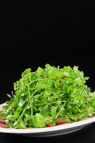 L01668肉肠三叶香 (1)