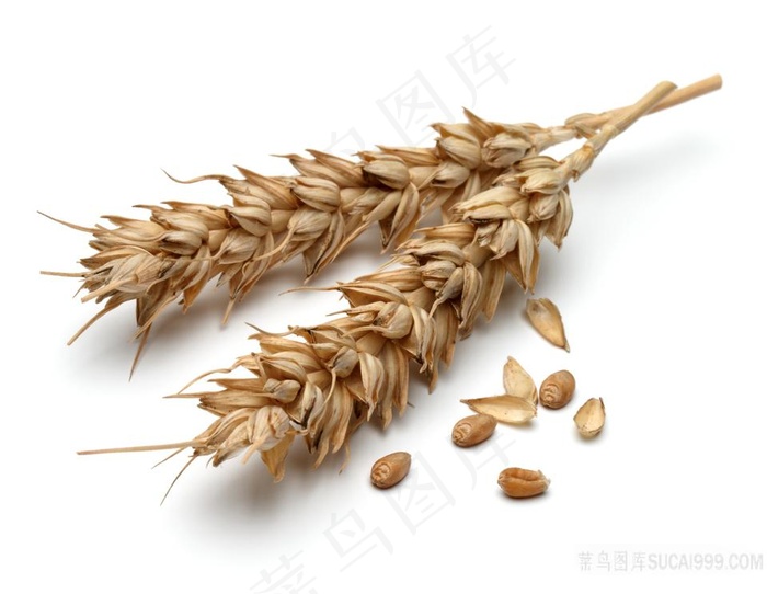 成熟的麦穗图片