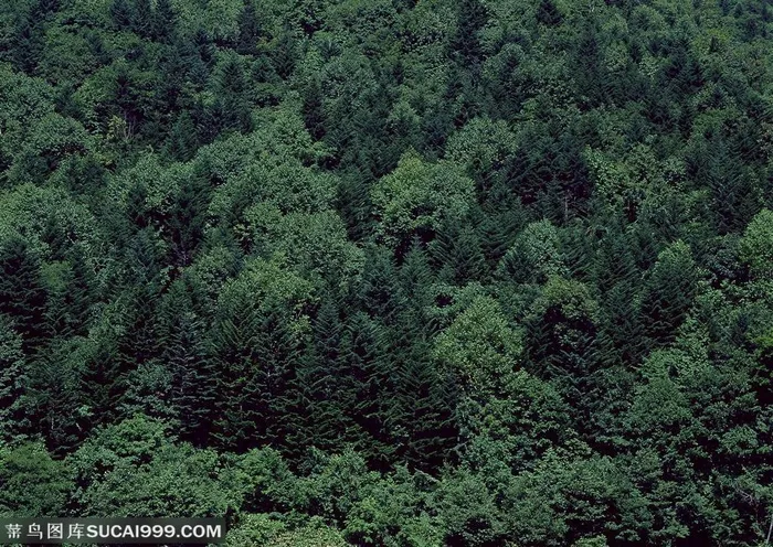 树林风景-翠绿的杉树林