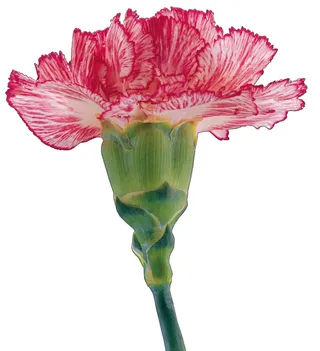 红色康乃馨图片下载