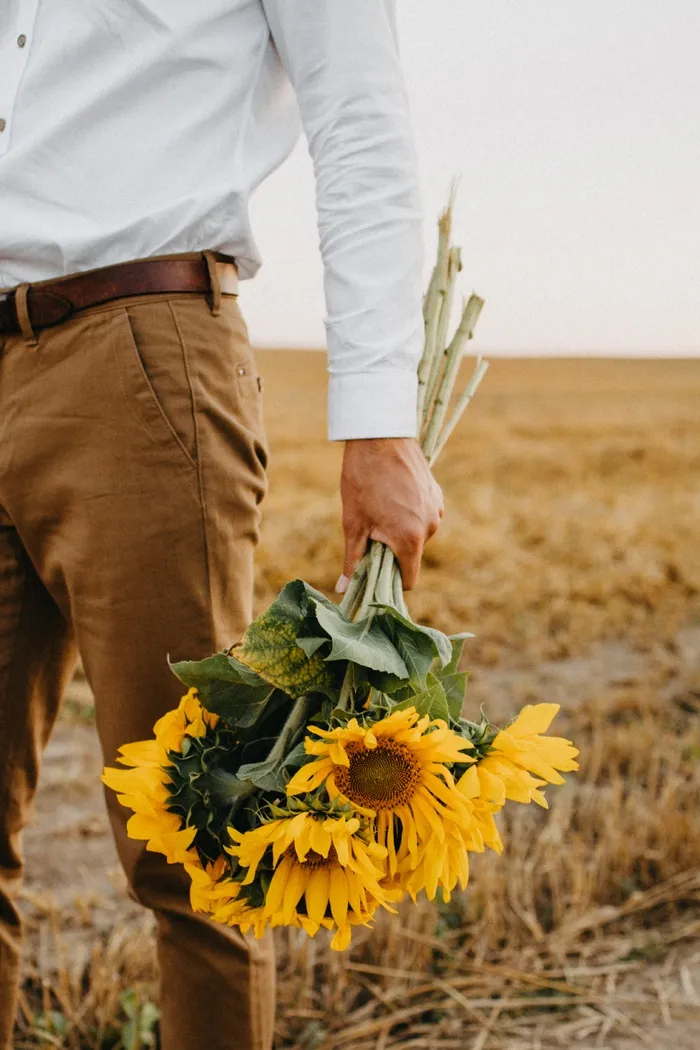 黄色向日葵摄影素材