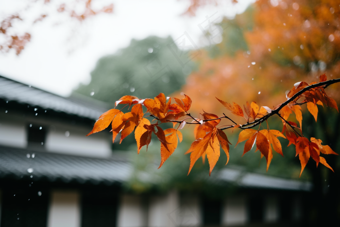 秋天枫叶树枝园林秋意浓雨滴摄影图(4032x2688)