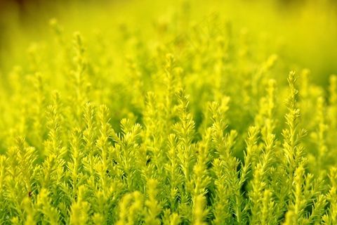 植物野花布什灌木自然花园