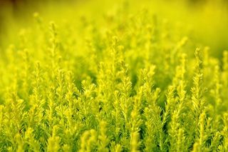 植物野花布什灌木自然花园