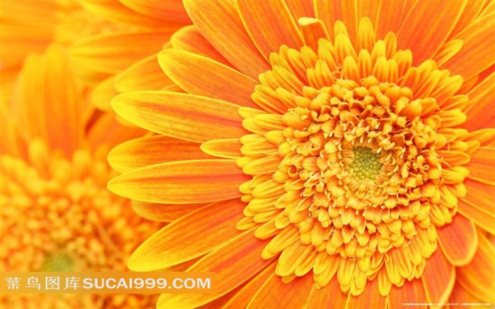 雏菊高清写真大图