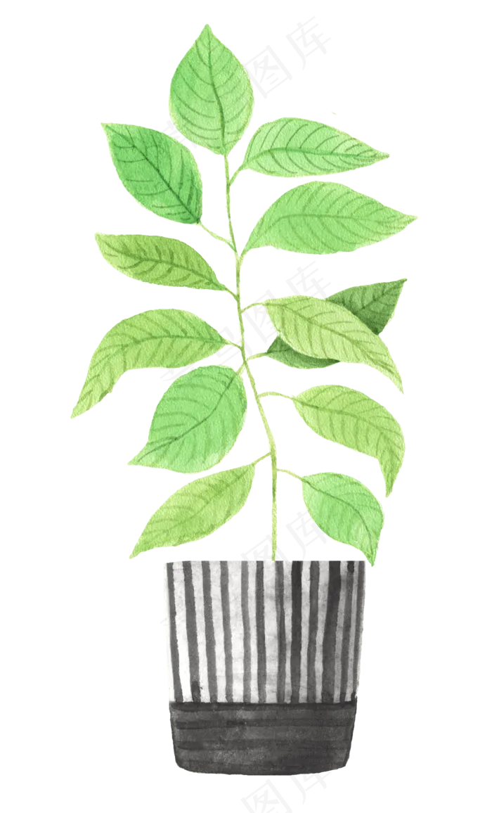 水彩插画-植物35