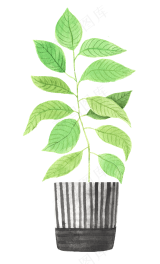 水彩插画-植物35