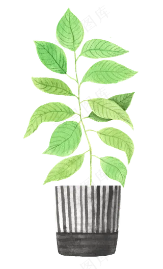 水彩插画-植物35