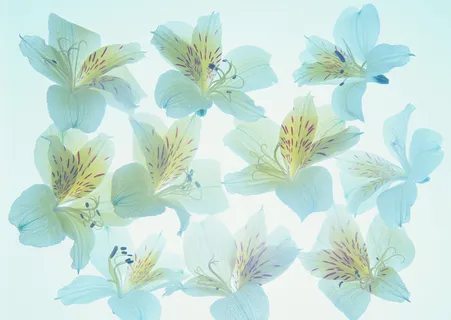 花团锦簇淡蓝花瓣 花团锦簇淡蓝花瓣