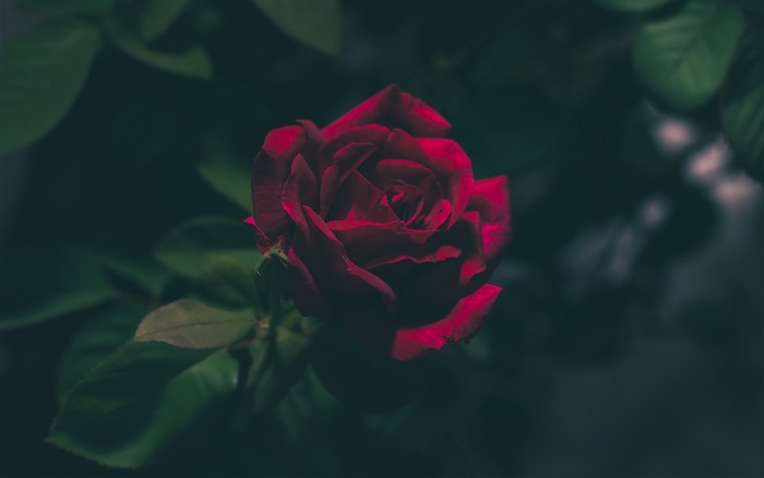 红色玫瑰素材