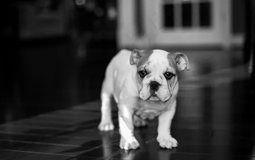 可爱的英国斗牛犬狗狗美图