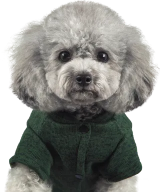 免扣素材实物狗狗摄影