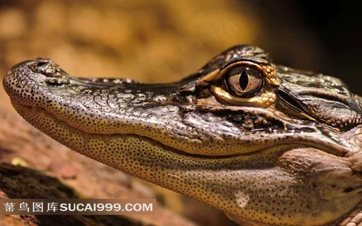 鳄鱼特写摄影 鳄鱼特写摄影