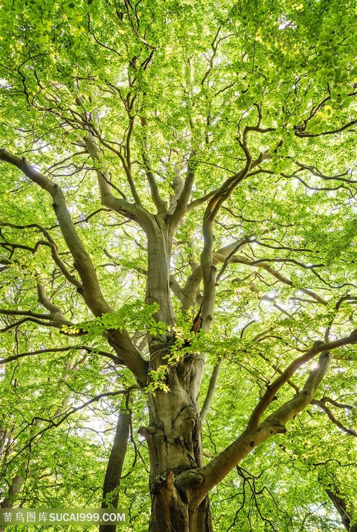 唯美自然大树树枝风景图片