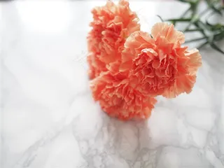 唯美康乃馨鲜花图片