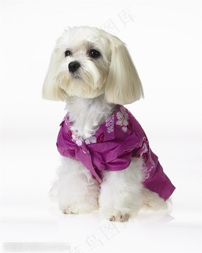 梗犬