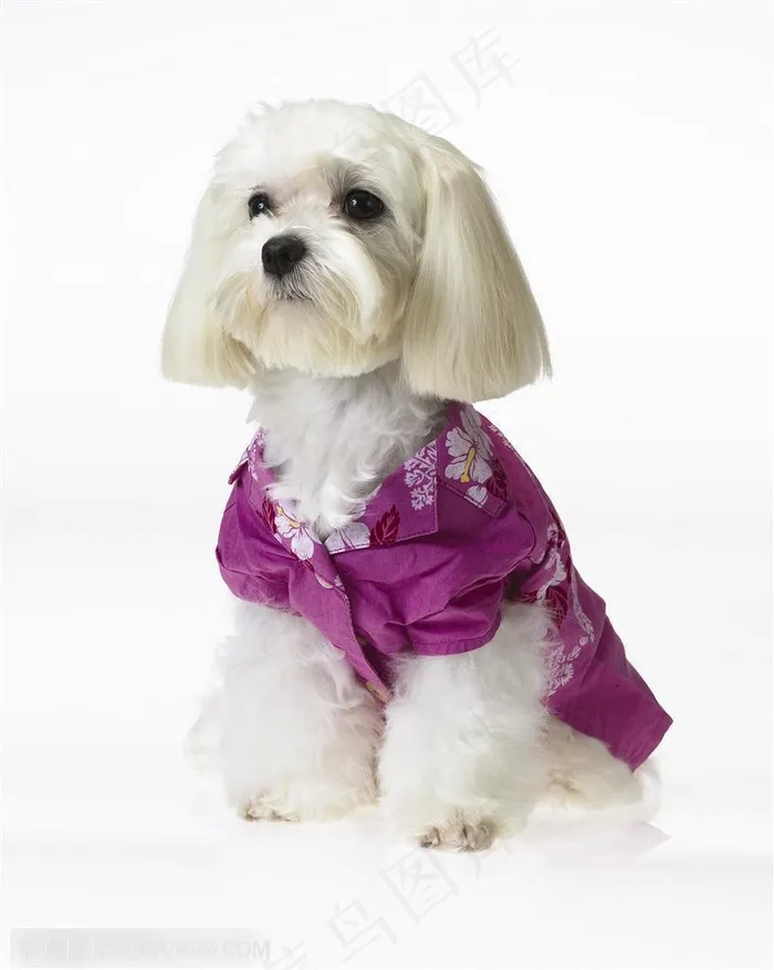 梗犬