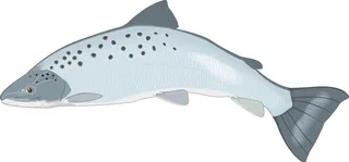 卡通动漫风动画动漫写实素描描摹动物海洋世界鱼26