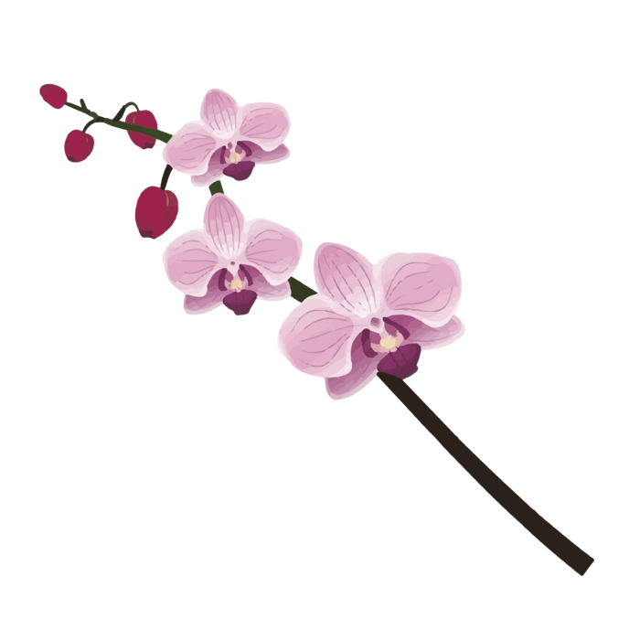 免抠玉兰花粉色花枝素材ai矢量模版下载